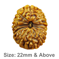 13 Mukhi Rudraksha (Indonesian Collector)